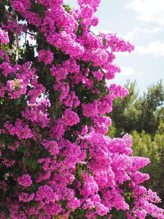 Stanici Apartments Roko מראה חיצוני תמונה